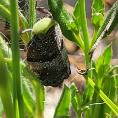 Platybrachys decemmacula at Kaleen, ACT - 20 Oct 2023