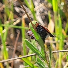 Platybrachys decemmacula at Kaleen, ACT - 20 Oct 2023