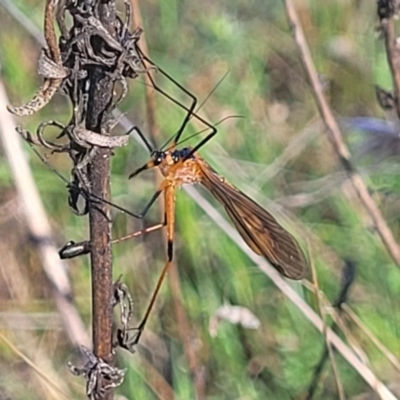 Harpobittacus (genus) (Hangingfly) at Gungahlin, ACT - 20 Oct 2023 by trevorpreston