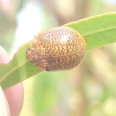 Paropsisterna cloelia (Eucalyptus variegated beetle) at Gungaderra Grasslands - 20 Oct 2023 by trevorpreston