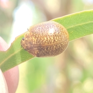 Paropsisterna cloelia at Gungahlin, ACT - 20 Oct 2023