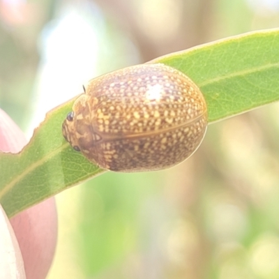 Paropsisterna cloelia (Eucalyptus variegated beetle) at Gungahlin, ACT - 20 Oct 2023 by trevorpreston