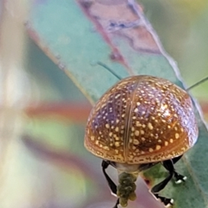 Paropsisterna cloelia at Gungahlin, ACT - 20 Oct 2023 04:11 PM