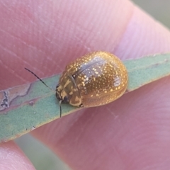 Paropsisterna cloelia at Gungahlin, ACT - 20 Oct 2023 04:11 PM