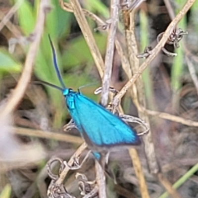 Pollanisus (genus) (A Forester Moth) at Gungaderra Grasslands - 20 Oct 2023 by trevorpreston