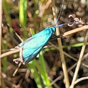 Pollanisus (genus) at Gungahlin, ACT - 20 Oct 2023 04:04 PM