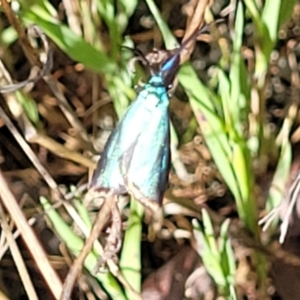 Pollanisus (genus) at Gungahlin, ACT - 20 Oct 2023 04:04 PM