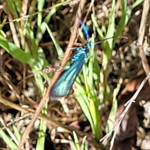 Pollanisus (genus) at Gungahlin, ACT - 20 Oct 2023 04:04 PM