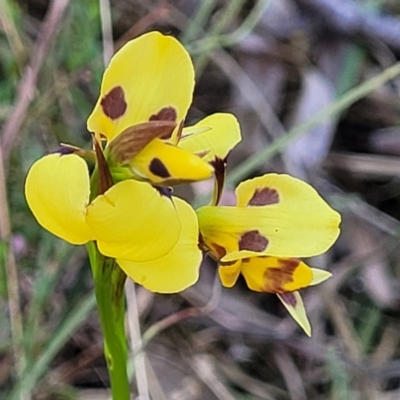Diuris sulphurea (Tiger Orchid) at Gungahlin, ACT - 20 Oct 2023 by trevorpreston