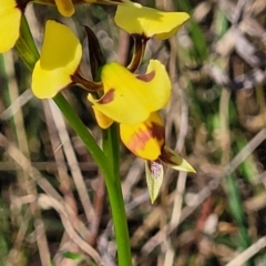 Diuris sulphurea at Gungahlin, ACT - suppressed