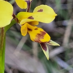 Diuris sulphurea at Gungahlin, ACT - suppressed