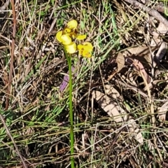 Diuris sulphurea at Gungahlin, ACT - 20 Oct 2023