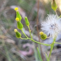 Senecio prenanthoides (Common Forest Fireweed) at Gungaderra Grasslands - 20 Oct 2023 by trevorpreston