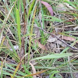 Senecio prenanthoides at Gungahlin, ACT - 20 Oct 2023