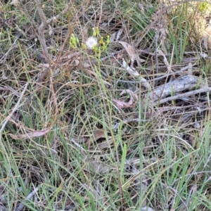 Senecio prenanthoides at Gungahlin, ACT - 20 Oct 2023