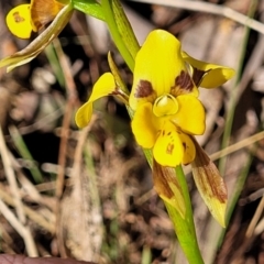 Diuris sulphurea (Tiger Orchid) at Gungaderra Grasslands - 20 Oct 2023 by trevorpreston