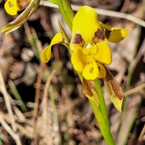 Diuris sulphurea at Kaleen, ACT - suppressed