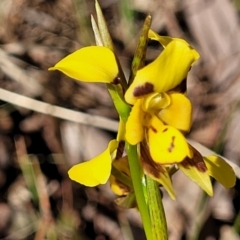 Diuris sulphurea at Kaleen, ACT - 20 Oct 2023