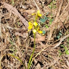 Diuris sulphurea at Kaleen, ACT - 20 Oct 2023