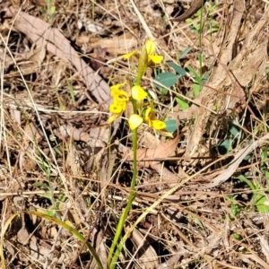 Diuris sulphurea at Kaleen, ACT - suppressed