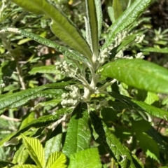 Bedfordia arborescens (Blanket Bush) at Paddys River, ACT - 17 Oct 2023 by dwise