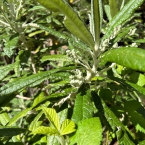 Bedfordia arborescens at Paddys River, ACT - 17 Oct 2023 12:15 PM