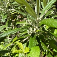 Bedfordia arborescens at Paddys River, ACT - 17 Oct 2023