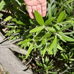 Bedfordia arborescens at Paddys River, ACT - 17 Oct 2023 12:15 PM