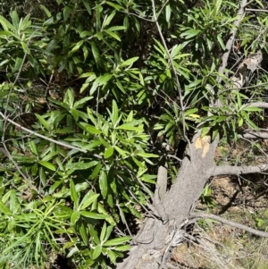 Bedfordia arborescens at Paddys River, ACT - 17 Oct 2023 12:15 PM