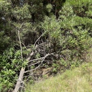 Bedfordia arborescens at Paddys River, ACT - 17 Oct 2023 12:15 PM