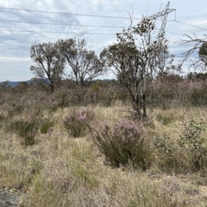 Kunzea parvifolia at Paddys River, ACT - 3 Oct 2023