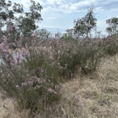 Kunzea parvifolia at Paddys River, ACT - 3 Oct 2023