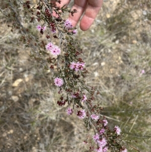 Kunzea parvifolia at Paddys River, ACT - 3 Oct 2023