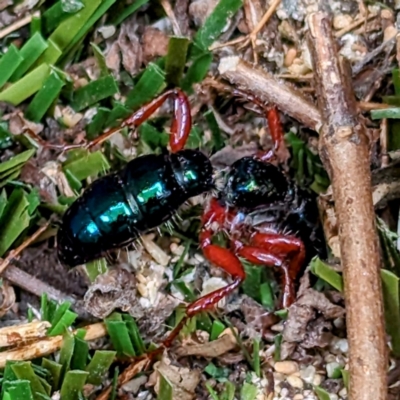 Unidentified Flower wasp (Scoliidae or Tiphiidae) at Currie, TAS - 20 Oct 2023 by HelenCross