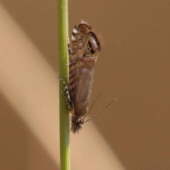 Glyphipterix (genus) (A sedge moth) at Caladenia Forest, O'Connor - 19 Oct 2023 by ConBoekel