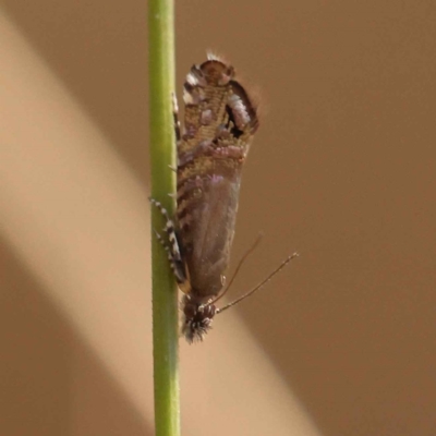 Glyphipterix drosophaes (A Gem moth (Glyphipterigidae) at Canberra Central, ACT - 20 Oct 2023 by ConBoekel