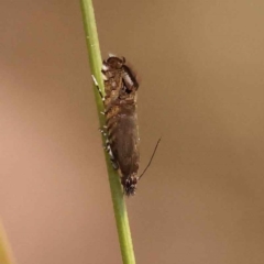 Glyphipterix (genus) at Canberra Central, ACT - 20 Oct 2023