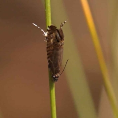 Glyphipterix (genus) at Canberra Central, ACT - 20 Oct 2023