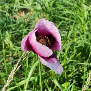 Papaver somniferum subsp. setigerum at Jerrabomberra, ACT - 20 Oct 2023