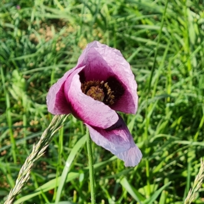 Papaver somniferum subsp. setigerum (Opium Poppy) at Isaacs Ridge Offset Area - 20 Oct 2023 by Mike