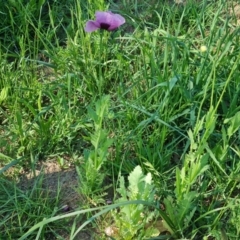 Papaver somniferum subsp. setigerum at Jerrabomberra, ACT - 20 Oct 2023 04:28 PM