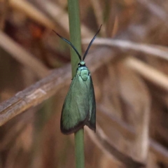 Pollanisus (genus) (A Forester Moth) at Caladenia Forest, O'Connor - 20 Oct 2023 by ConBoekel