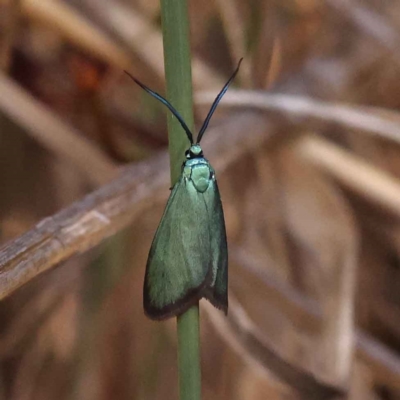 Pollanisus (genus) (A Forester Moth) at Acton, ACT - 20 Oct 2023 by ConBoekel