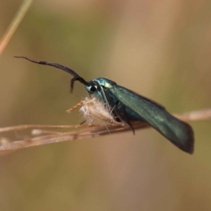 Pollanisus (genus) at Acton, ACT - 20 Oct 2023