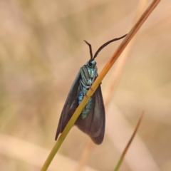 Pollanisus (genus) at Acton, ACT - 20 Oct 2023