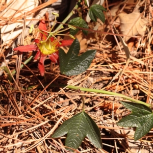 Passiflora cinnabarina at Turner, ACT - 20 Oct 2023