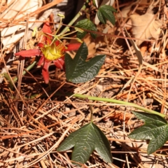 Passiflora cinnabarina (Red Passionflower) at Turner, ACT - 20 Oct 2023 by ConBoekel