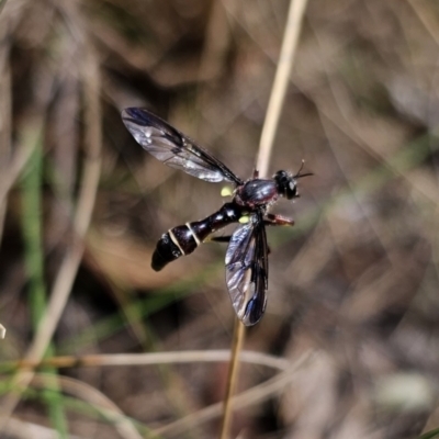 Daptolestes sp. (genus) (Robber Fly) at QPRC LGA - 20 Oct 2023 by Csteele4