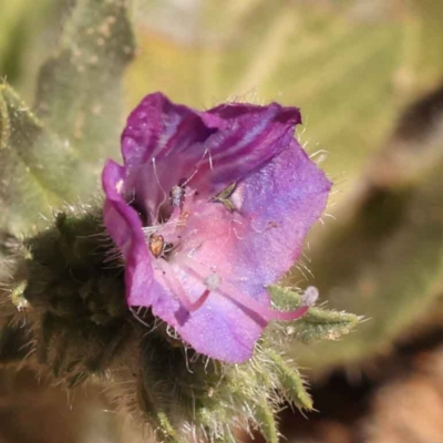 Echium plantagineum (Paterson's Curse) at Caladenia Forest, O'Connor - 20 Oct 2023 by ConBoekel