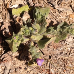 Echium plantagineum at O'Connor, ACT - 20 Oct 2023